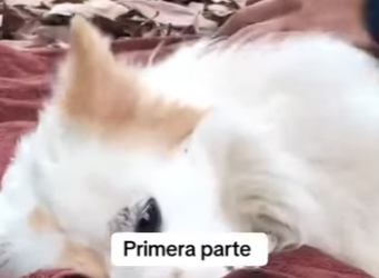 M2701010 A salvo esta noche gracias a alguien (Parte 2)