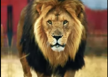 N0101010 Kangal Turco vs Leon! (Parte 2)