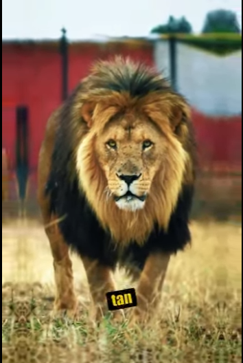 N0101010 Kangal Turco vs Leon! (Parte 2)