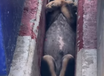 M2701014 Cada rescate cuenta una historia (Parte 2)