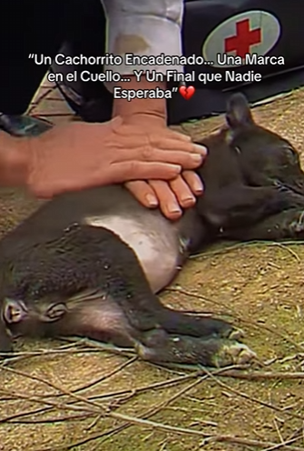 M2701005 Cuando los humanos eligen compasion (Parte 2)