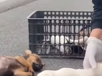 M2701003 De fragil a protegido (Parte 2)