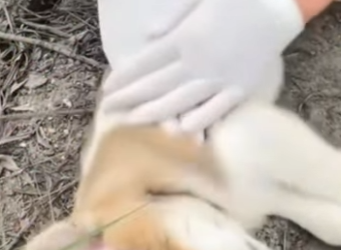 M2701001 Otro corazon salvado hoy (Parte 2)