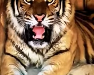 N0501004 Pastor Aleman vs Tigre de Bengala! (Parte 2)