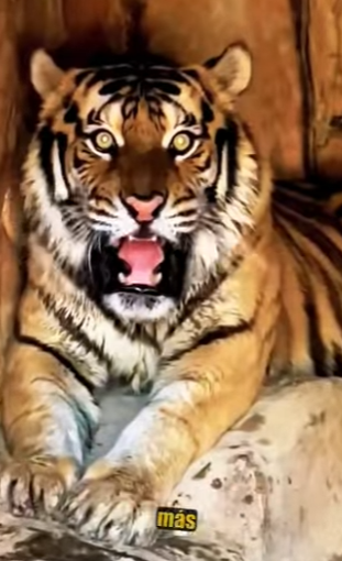 N0501004 Pastor Aleman vs Tigre de Bengala! (Parte 2)