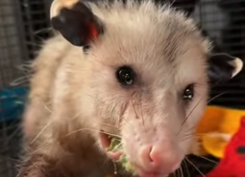 S2701003 La liberté commence par le sauvetage (Part 2)