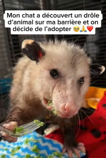 S2701003 La liberté commence par le sauvetage (Part 2)