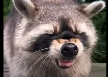 S2701007 Quand les humains protègent la faune (Part 2)