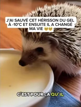 S2701005 Ramener l’espoir dans la nature (Part 2)