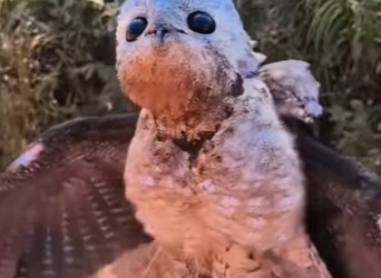 S2701002 Protéger l’équilibre naturel (Part 2)