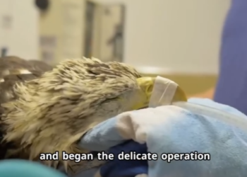 C2601005 Another innocent life saved (Part 2)