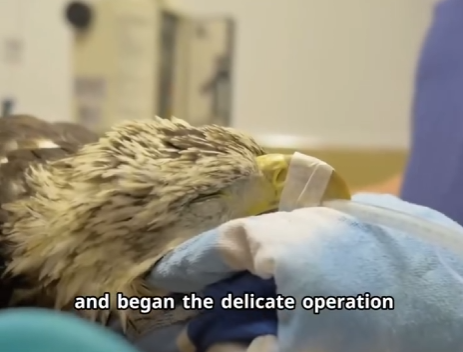 C2601005 Another innocent life saved (Part 2)