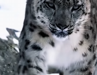 N0501005 leopardo intenta cazar burro Leopardo de Las Nieves Intenta Caza (Parte 2)