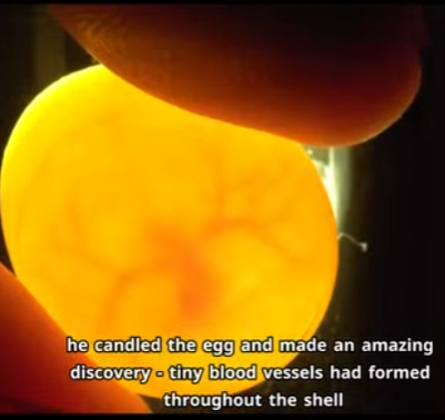 C2601003 Rescue is love in action (Part 2)