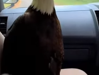 P2901011 From helpless to protected (Part 2)