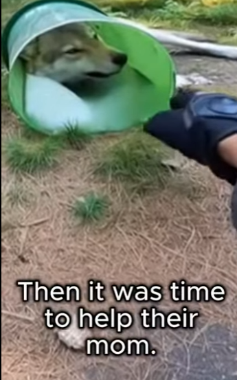 P2901006 A rescue that brought back hope (Part 2)