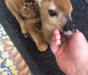 O2912002 took in trapped fawn helped it find its mother.Unexpectedly (Part 2)