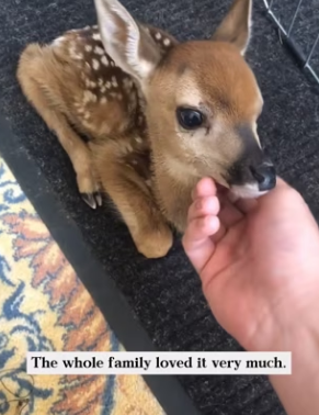 O2912002 took in trapped fawn helped it find its mother.Unexpectedly (Part 2)