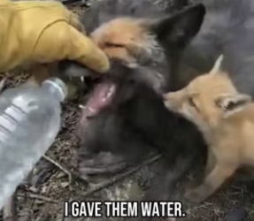 P2901002 A brave heart stepped in (Part 2)