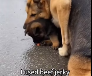 P2901009 When mercy meets courage (Part 2)