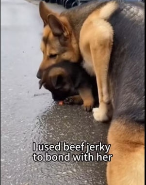 P2901009 When mercy meets courage (Part 2)