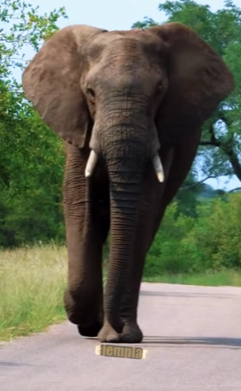 N0501007 Elefante vs Leones! (Parte 2)