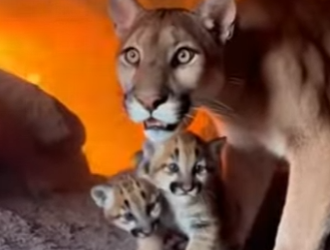 P2901003 When mercy meets courage (Part 2)