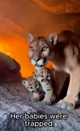 P2901003 When mercy meets courage (Part 2)