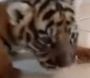 P2901005 One rescue, endless gratitude (Part 2)