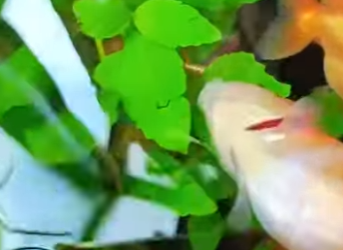 L2901001 El proceso cercano a la muerte de un pez dorado (Parte 2)