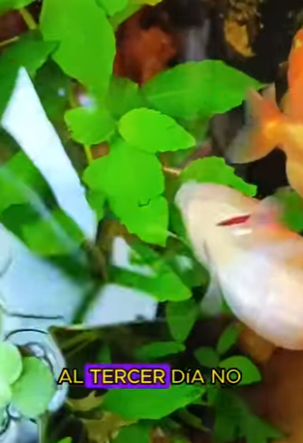 L2901001 El proceso cercano a la muerte de un pez dorado (Parte 2)