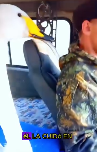 L2901012 La cabeza de un cisne está atrapada (Parte 2)