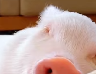 L2901013 El cerdito fue abandonado en la carretera (Parte 2)