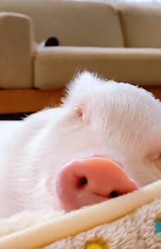 L2901013 El cerdito fue abandonado en la carretera (Parte 2)