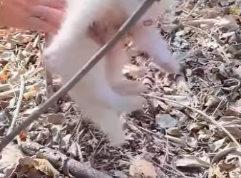 L2901008 Un zorro blanco llama a la puerta y encuentra a un hombre (Parte 2)