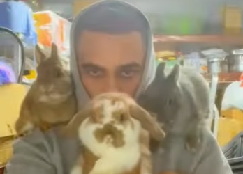 L2901002 ¿Te gustan estos conejitos (Parte 2)