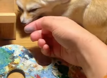 L2901004 ¿Qué pasa cuando rescatas a un zorro fennec (Parte 2)