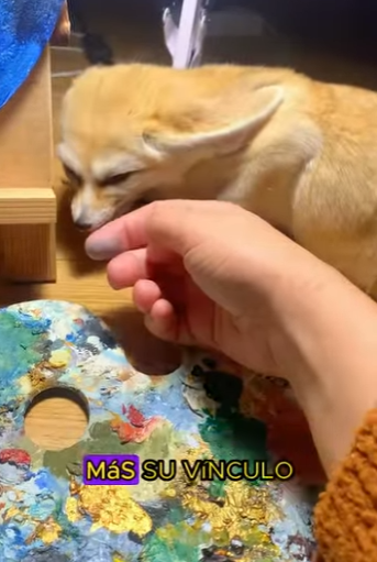 L2901004 ¿Qué pasa cuando rescatas a un zorro fennec (Parte 2)