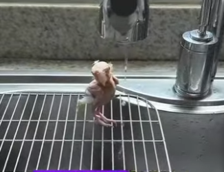 L2901010 Al loro sin pelo le gusta bailar (Parte 2)