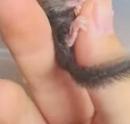 L2901005 ¿Alguna vez has visto un lirón tan grande como un dedo (Parte 2)