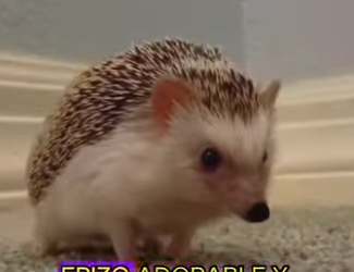 L2901007 Un erizo está atrapado en un frasco (Parte 2)