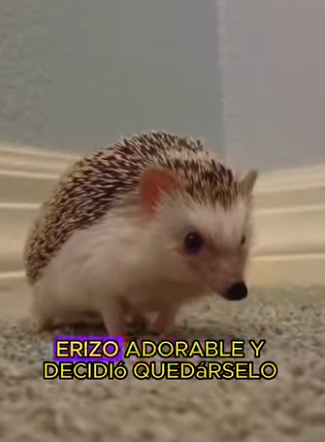 L2901007 Un erizo está atrapado en un frasco (Parte 2)