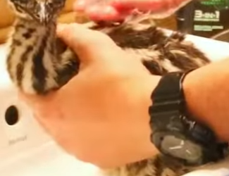 L2901014 El avestruz puso un huevo extraño (Parte 2)