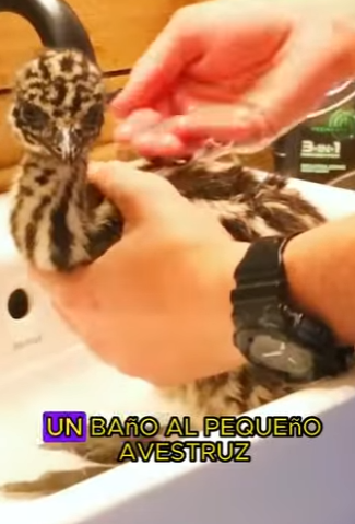 L2901014 El avestruz puso un huevo extraño (Parte 2)