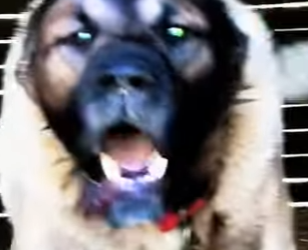 N0501001 Kangales Turcos vs Lobos! (Parte 2)