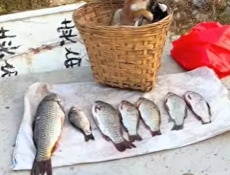 L2901009 Perro ayuda a hombre a cuidar casa (Parte 2)