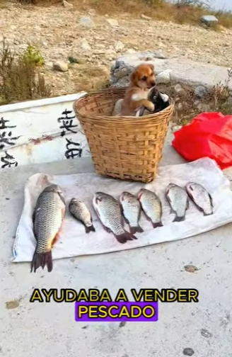 L2901009 Perro ayuda a hombre a cuidar casa (Parte 2)