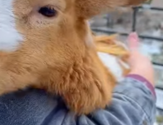 L2901003 El cordero considera al perro como su madre (Parte 2)