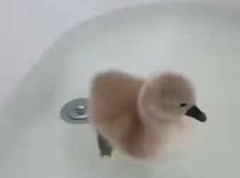 L2901011 Un cisne se traga un hilo de pescar y es salvado por un hombre (Parte 2)