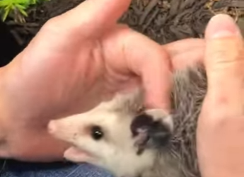 L2901006 Una zarigüeya fue asesinada por dos personas (Parte 2)